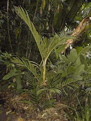 Pinanga coronata