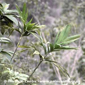 Pinanga gracilis