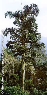 Acoelorrhaphe wrightii (Paurotis Palm, Silver Saw Palmetto)