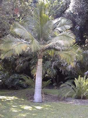 Acoelorrhaphe wrightii (Paurotis Palm, Silver Saw Palmetto)