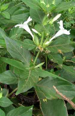 Crested Philippine Violet, Philippine Violet(Barleria cristata)