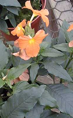 Firecracker Flower(Crossandra infundibuliformis)