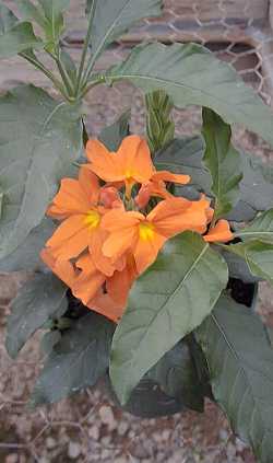 Firecracker Flower(Crossandra infundibuliformis)