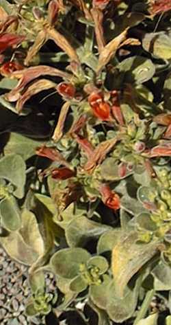 King's Crown, Hummingbird Bush(Dicliptera suberecta)
