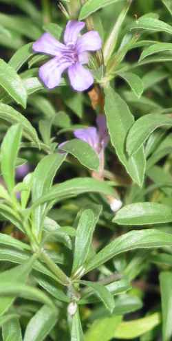 Pineland Snakeherb, Dwarf Twinflower(Dyschoriste angusta)