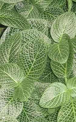 Mosaic Plant, Nerve Plant, Silver Net Leaf(Fittonia albivenis var. argyroneura )