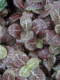 Mosaic Plant, Nerve Plant, Painted Net Leaf(Fittonia verschaffeltii)