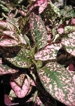 Polka Dot Plant, Freckle Face(Hypoestes phyllostachya)