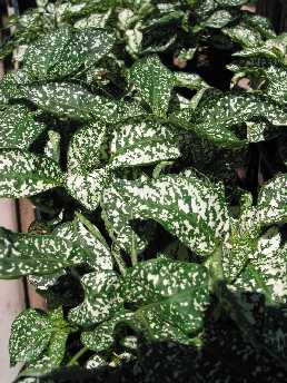 Polka Dot Plant, Freckle Face(Hypoestes phyllostachya)