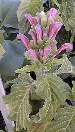 Brazilian Plume Flower(Jacobinia carnea)