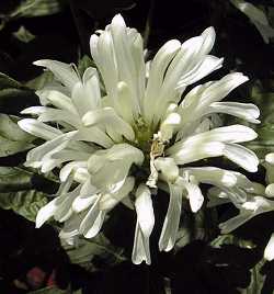 Brazilian Plume Flower(Jacobinia carnea)