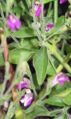 Cooley's Water-Willow(Justicia cooleyi)