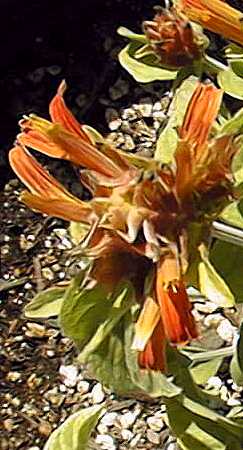 Mexican Plume(Justicia fulvicoma)