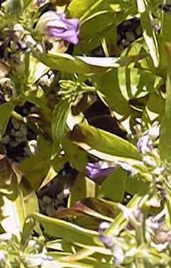 Runyon's Waterwillow(Justicia runyonii)