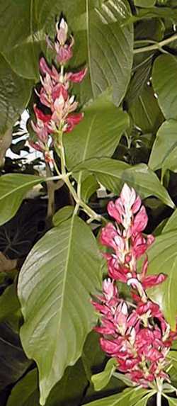 Brazilian Red Cloak(Megaskepasma erythrochlamys)