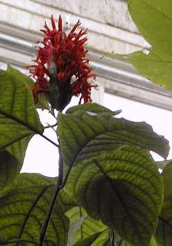 Cardinal's Guard(Pachystachys coccinea)