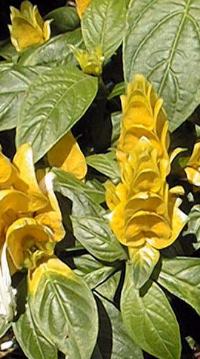 Golden Shrimp Plant(Pachystachys lutea)