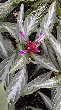 Rose Pinecone Flower(Porphyrocoma pohliana)