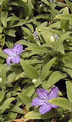 (Ruellia 'Royal Carpet')