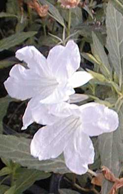 Ruellia, Desert Petunia(Ruellia simplex)