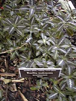 Monkey Plant, Trailing Velvet Plant(Ruellia makoyana)