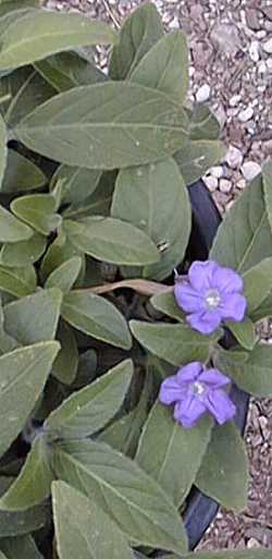 Softseed Wild petunia(Ruellia malacosperma)