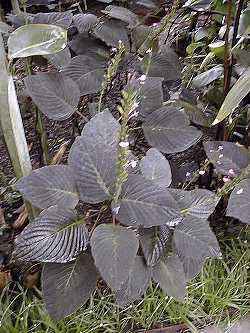 Velvet Cloak Plant(Streblacanthus amoenus)