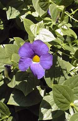 (Thunbergia battiscombei)