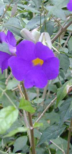 Bush Clock Vine, King's Mantle(Thunbergia erecta)