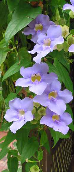 Bengal Trumpet,Sky Flower(Thunbergia grandiflora)