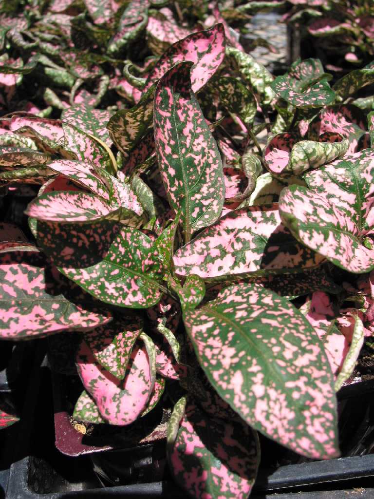 Polka Dot Plant, Freckle Face (Hypoestes phyllostachya)