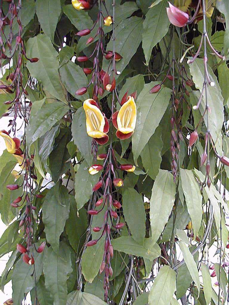 Clock Vine (Thunbergia mysorensis)