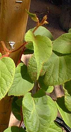 Kiwi, Chinese gooseberry(Actinidia chinensis)