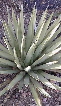 Arizona Agave(Agave Χ arizonica)