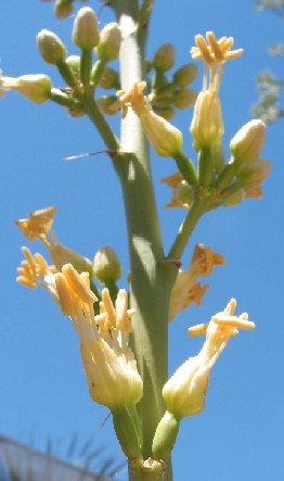 Arizona Agave(Agave Χ arizonica)