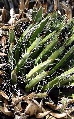 (Agave toumeyana ssp. bella )