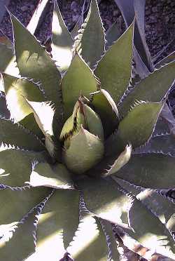 (Agave horrida ssp. horrida )