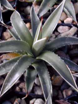 (Agave polyanthiflora)