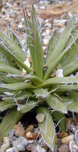 (Agave polyanthiflora)