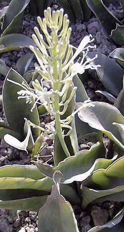 Bowstring Hemp(Sansevieria hyacinthoides)