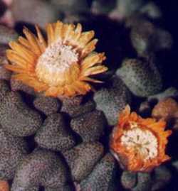 (Aloinopsis schooneesii)