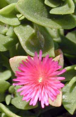 Ice Plant, Baby Sun Rose(Aptenia cordifolia)