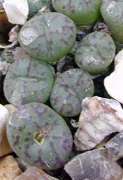 (Conophytum ectypum)