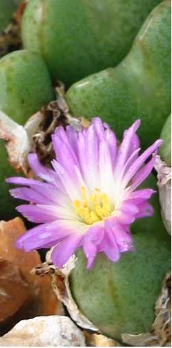 (Conophytum bilobum ssp. gracilistylum )