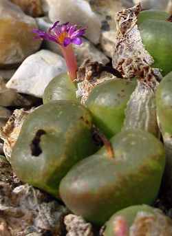 (Conophytum lithopsoides)