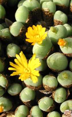 (Conophytum meyerae)