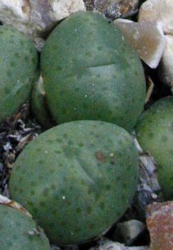 (Conophytum meyerae)