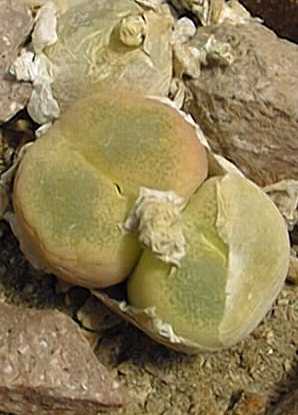 (Conophytum pillansii)