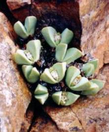 (Conophytum herreanthus ssp. rex )