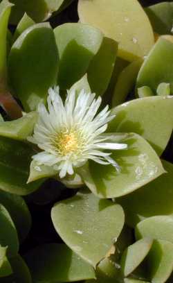 (Delosperma tradescantioides)